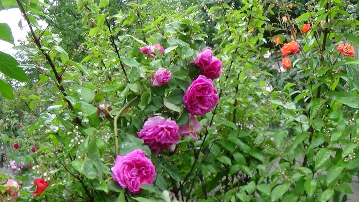 DSC04367