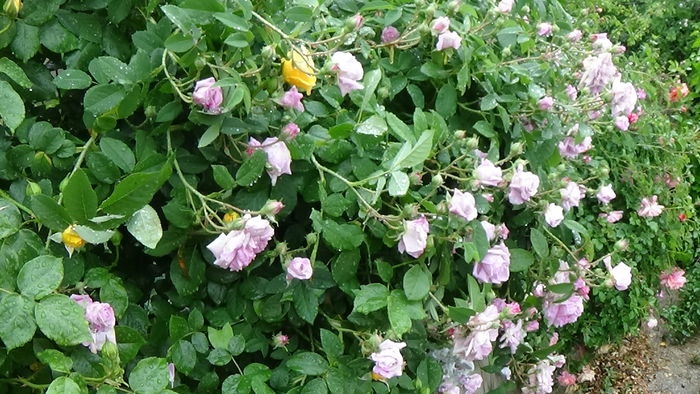 DSC04371