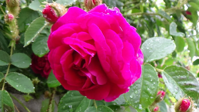 DSC04375