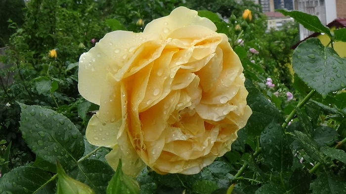 DSC04380