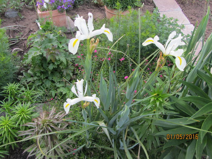 Iris holandica; Iris holandica
