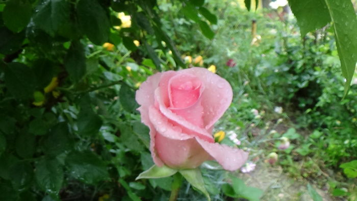 DSC04382 - TRANDAFIRI 2016