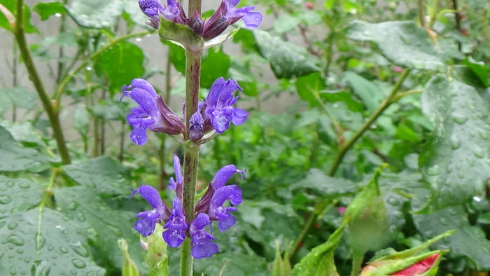 DSC04385 - TRANDAFIRI 2016