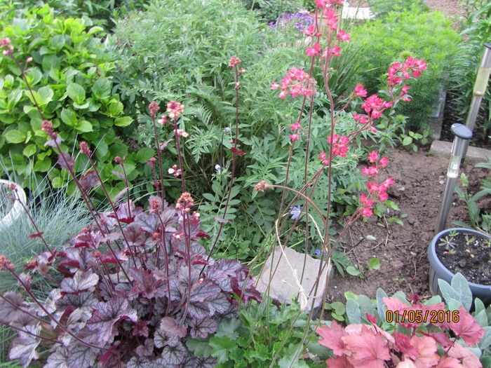 Heuchera inflorita; Nu le stiu denumirile tufelor de heuchera, dar cea cu frunze verzi si flori rosii, este inflorita de cam o luna si e din ce in ce mai frumoasa. In continuare ii apar noi tije cu boboci.

