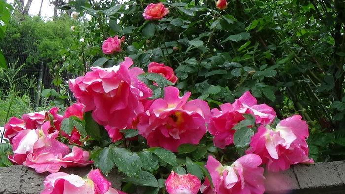 DSC04387 - TRANDAFIRI 2016