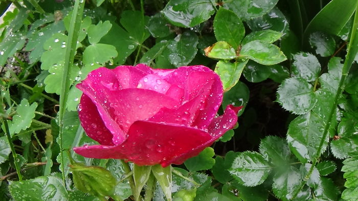 DSC04391 - TRANDAFIRI 2016