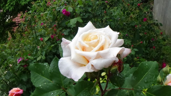 DSC04394 - TRANDAFIRI 2016