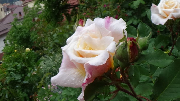 DSC04395 - TRANDAFIRI 2016