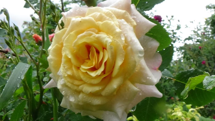 DSC04397 - TRANDAFIRI 2016