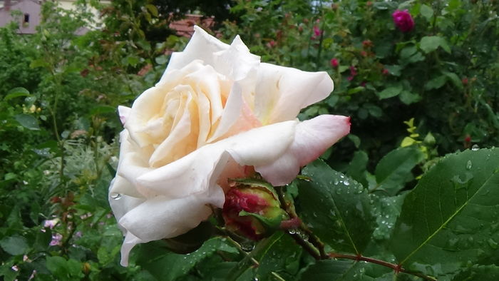 DSC04400 - TRANDAFIRI 2016