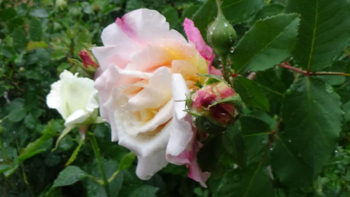 DSC04402 - TRANDAFIRI 2016