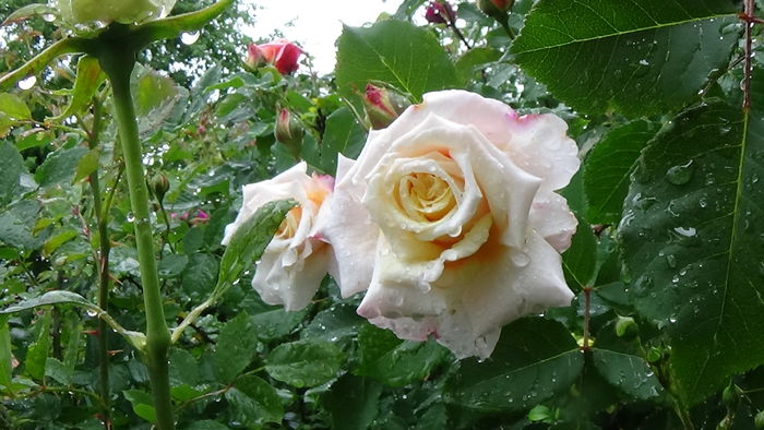 DSC04403 - TRANDAFIRI 2016