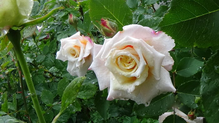 DSC04405 - TRANDAFIRI 2016