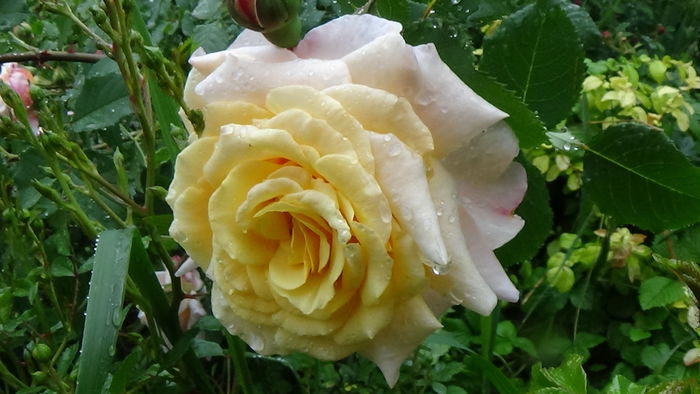 DSC04406 - TRANDAFIRI 2016