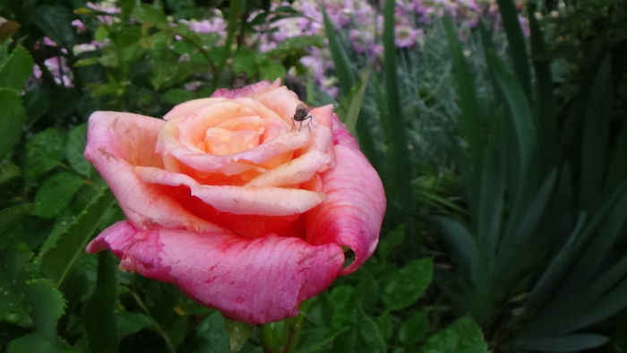 DSC04408 - TRANDAFIRI 2016