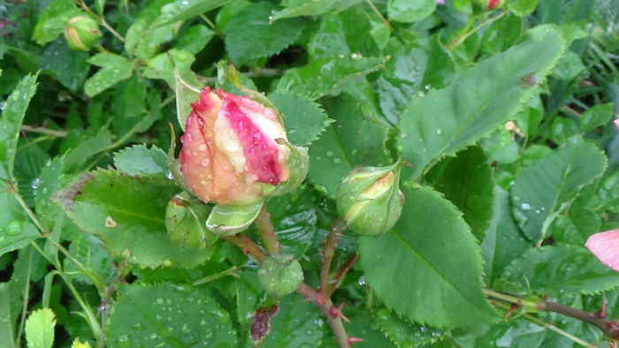 DSC04411 - TRANDAFIRI 2016