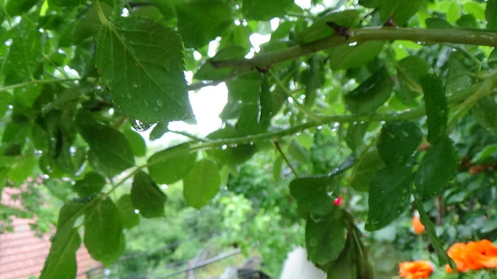 DSC04412 - TRANDAFIRI 2016