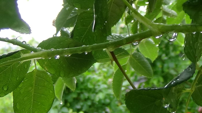 DSC04413 - TRANDAFIRI 2016