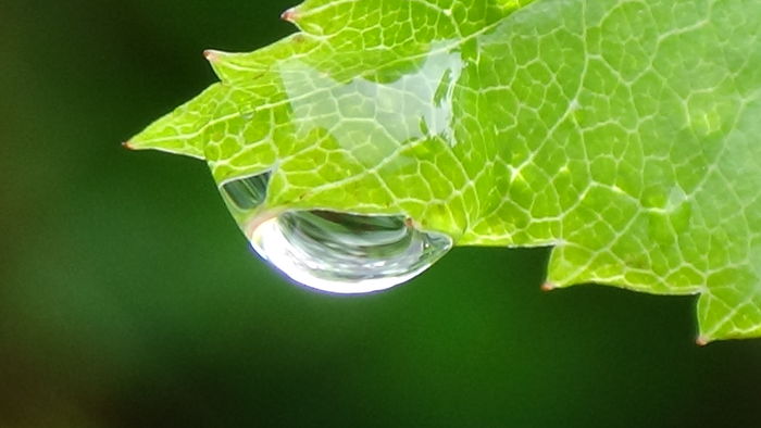 DSC04416 - TRANDAFIRI 2016