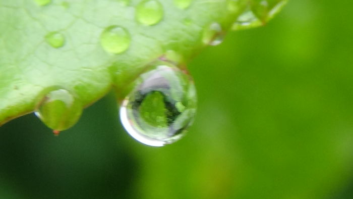 DSC04417 - TRANDAFIRI 2016