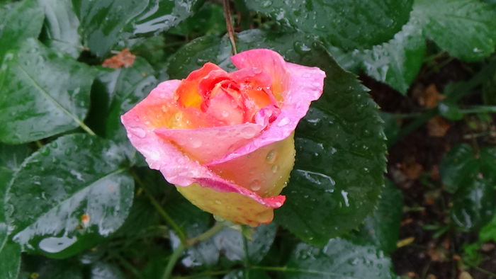 DSC04456 - TRANDAFIRI 2016