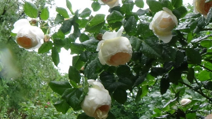 DSC04494 - TRANDAFIRI 2016