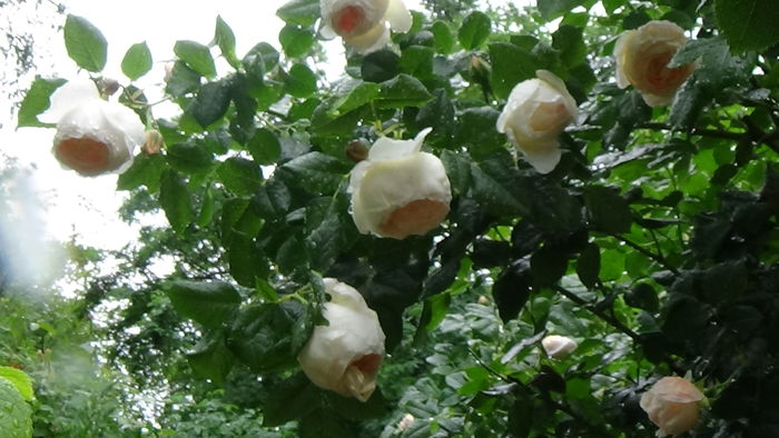 DSC04495 - TRANDAFIRI 2016