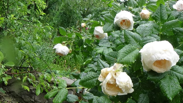 DSC04496 - TRANDAFIRI 2016