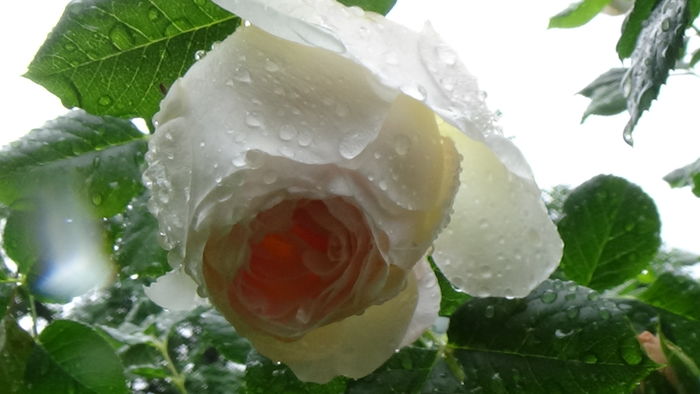 DSC04499 - TRANDAFIRI 2016