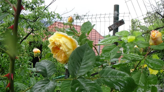 DSC04500 - TRANDAFIRI 2016