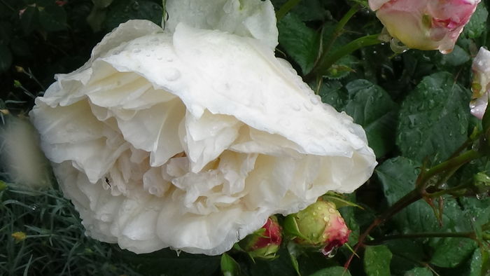 DSC04507 - TRANDAFIRI 2016