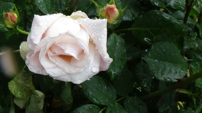 DSC04508 - TRANDAFIRI 2016