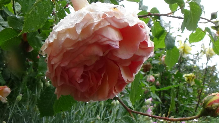 DSC04512 - TRANDAFIRI 2016