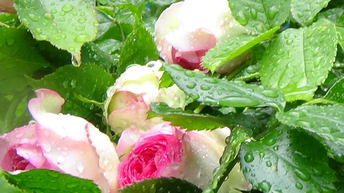 DSC04527 - TRANDAFIRI 2016