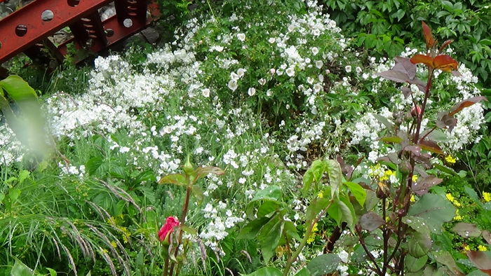 DSC04532 - TRANDAFIRI 2016