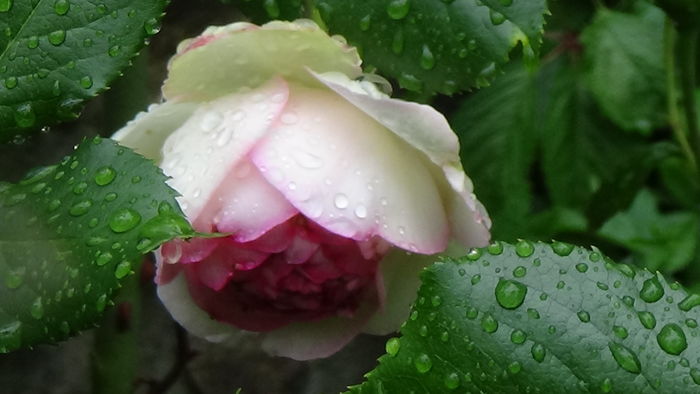 DSC04533 - TRANDAFIRI 2016