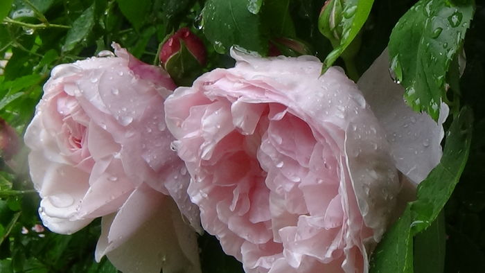 DSC04537 - TRANDAFIRI 2016