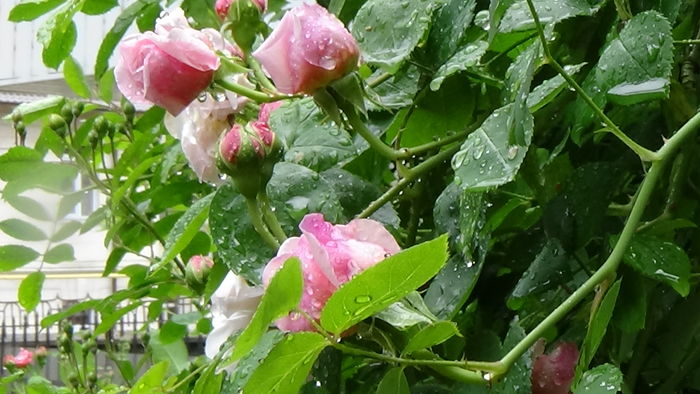 DSC04538 - TRANDAFIRI 2016