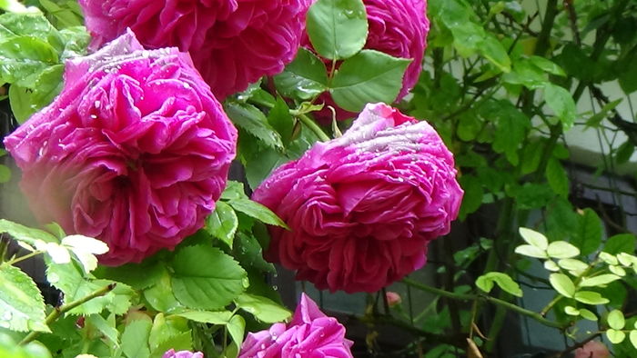 DSC04542 - TRANDAFIRI 2016