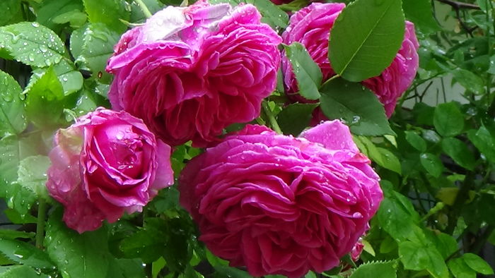 DSC04543 - TRANDAFIRI 2016