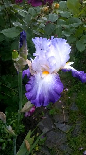 WP_20160525_072 - 0 0 Irisi