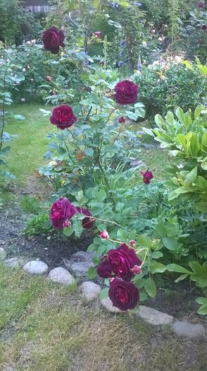 WP_20160523_118 - 2016 Gradina rozelor