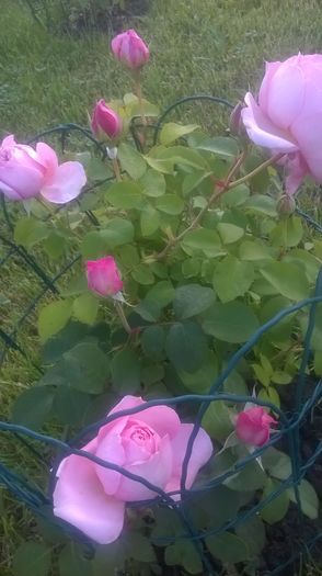 dames de chenonceau - Trandafiri 2016