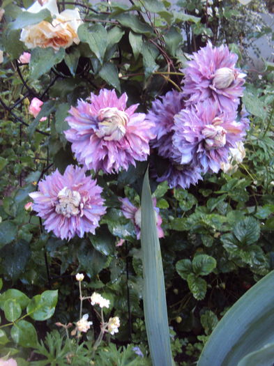 Diamantina - CLEMATITE