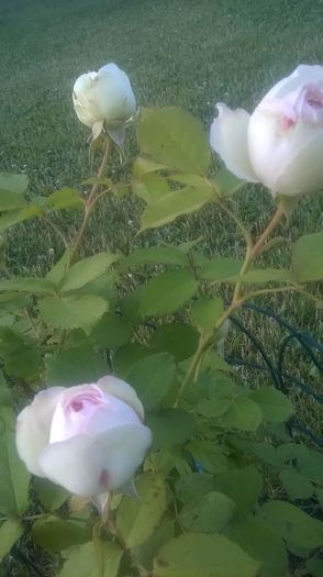 eden rose - Trandafiri 2016