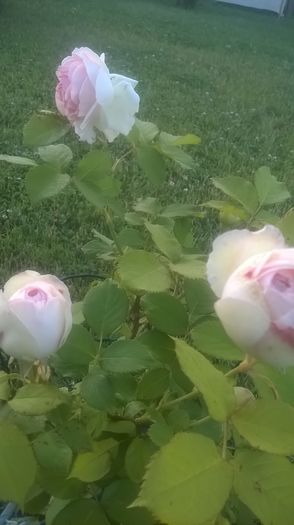 eden rose - Trandafiri 2016