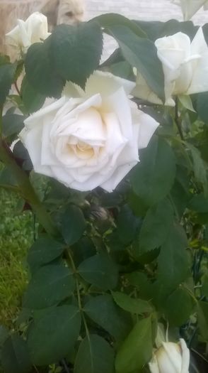 necunoscut - Trandafiri 2016