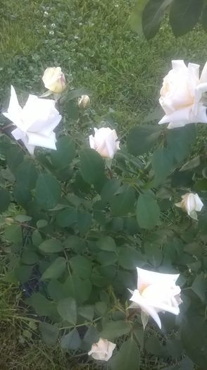 necunoscut - Trandafiri 2016