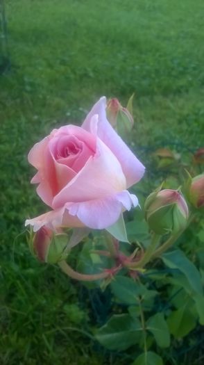 abraham darby - Trandafiri 2016