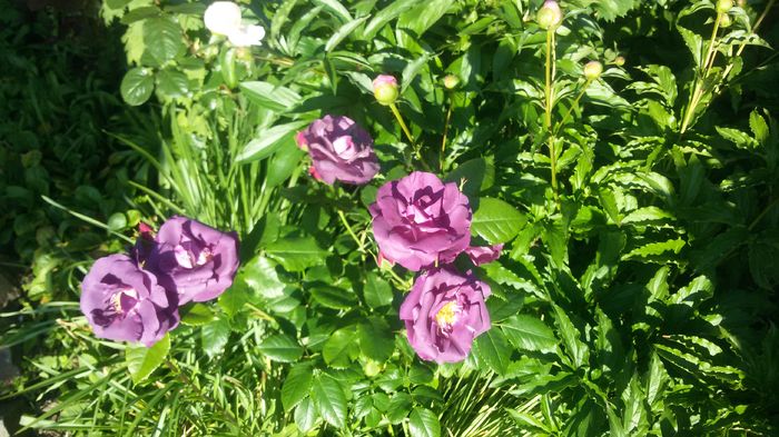 058 - Trandafiri 2016